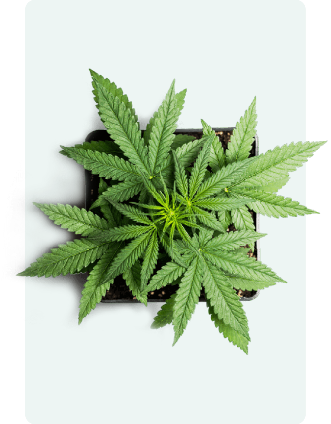 an image of a cannabis plant